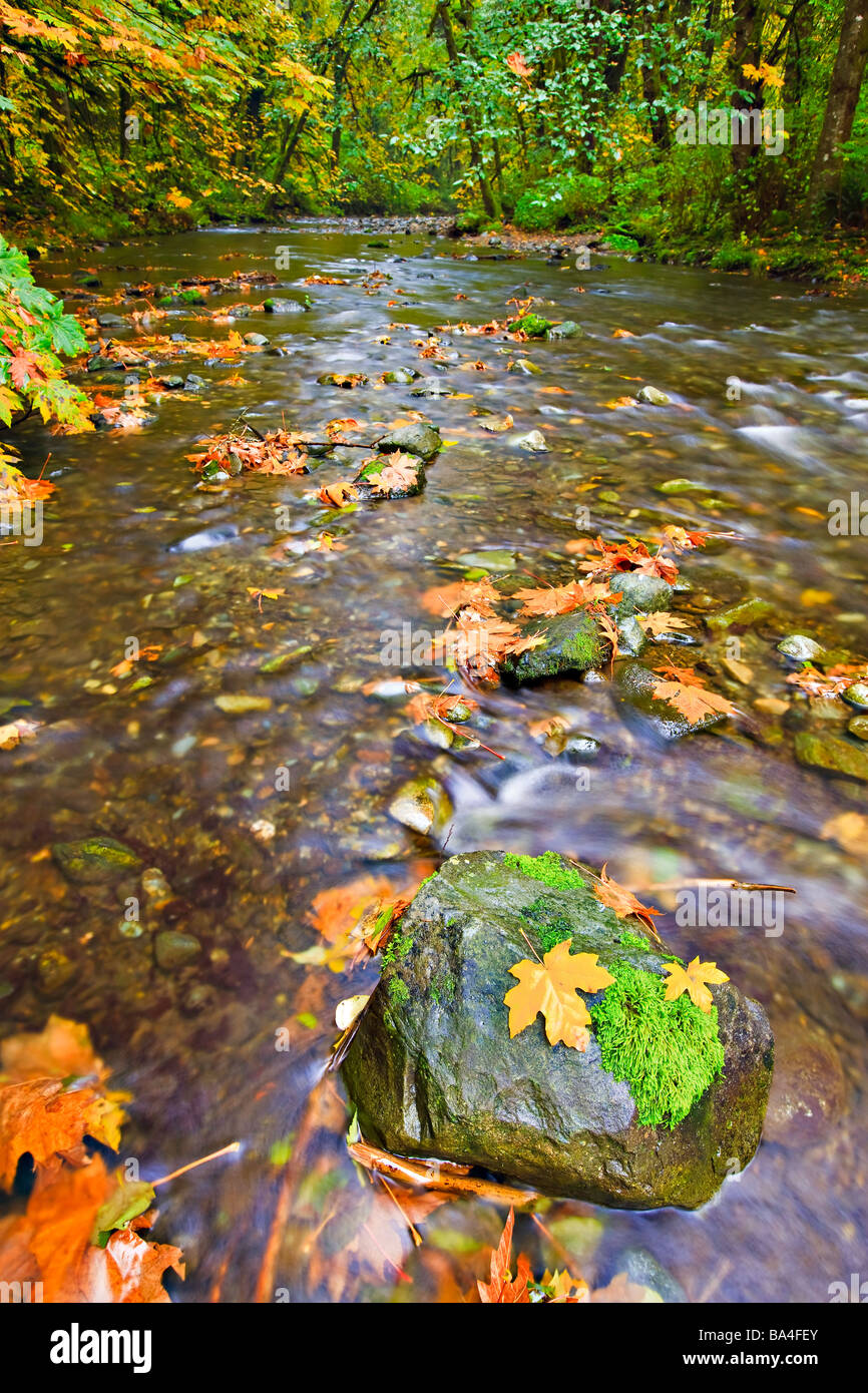 Boulder with a tuft of moss and golden leaves during fall in the Goldstream River in the rainforest of Goldstream Park. Stock Photo