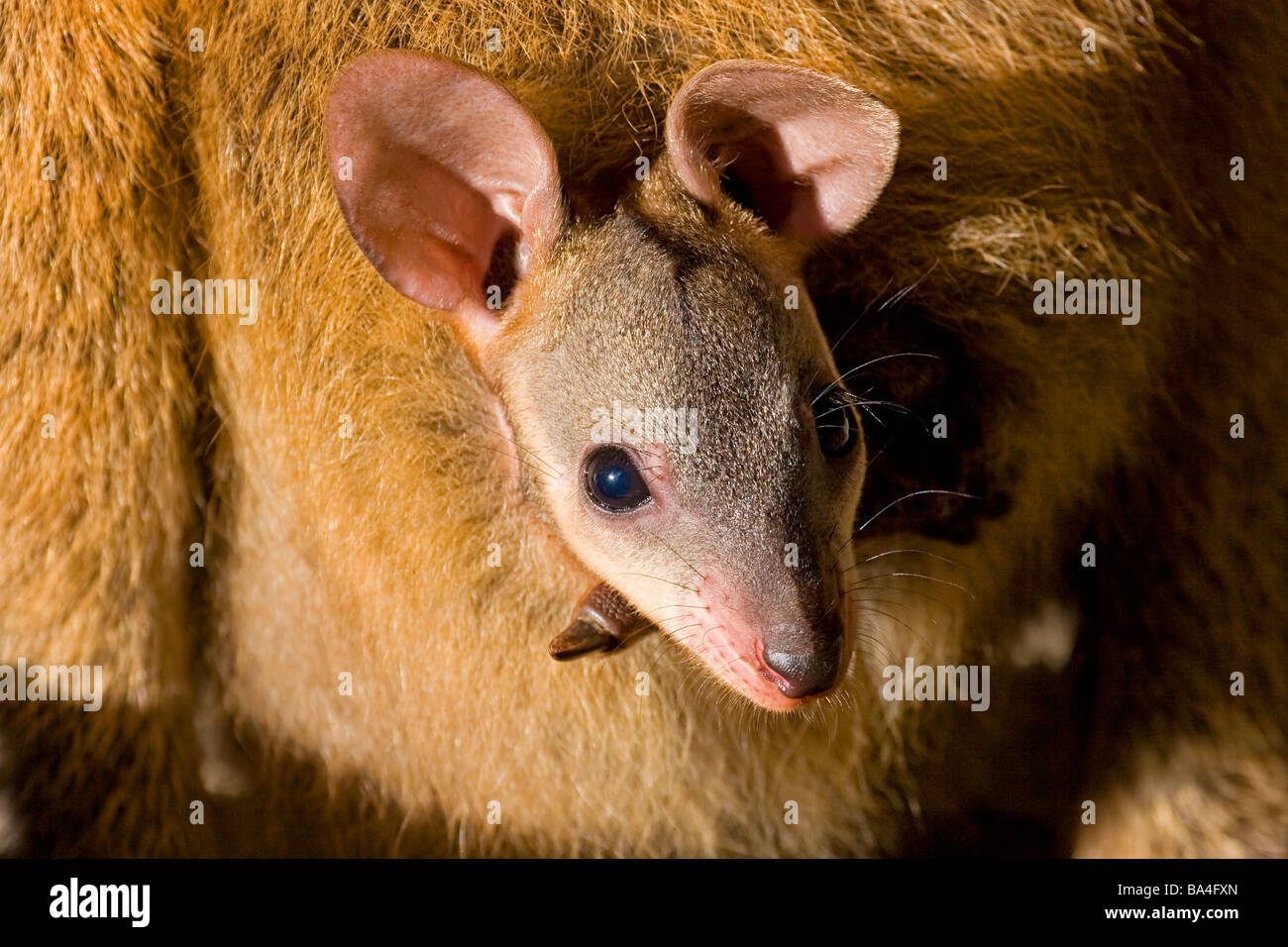 Red kangaroo joey hires stock photography and images Alamy