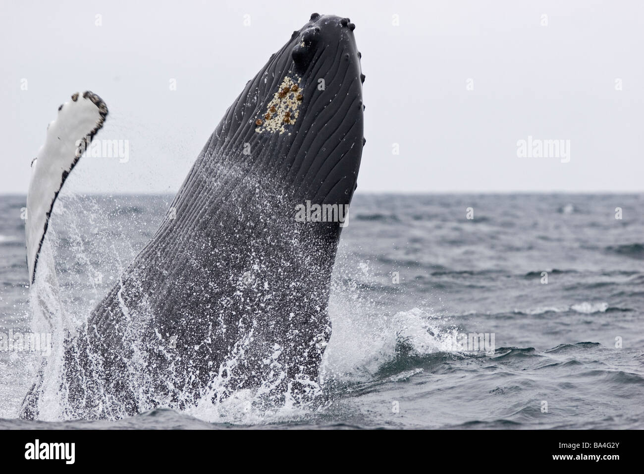 Humpback whale breaching in North Atlantic Stock Photo