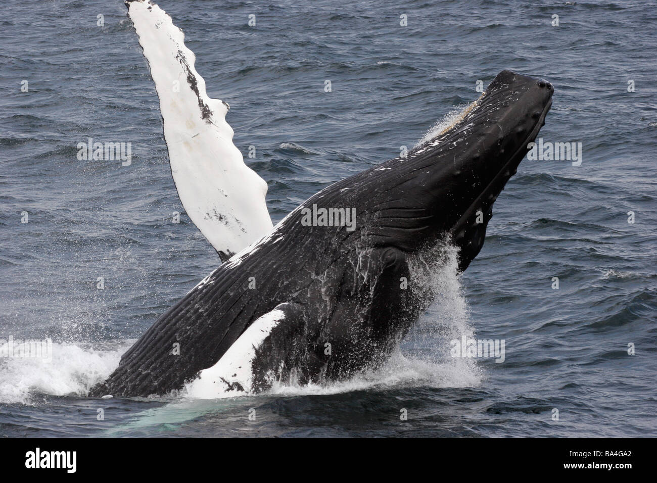 North Atlantic Humpback whale breach, breaching Stock Photo