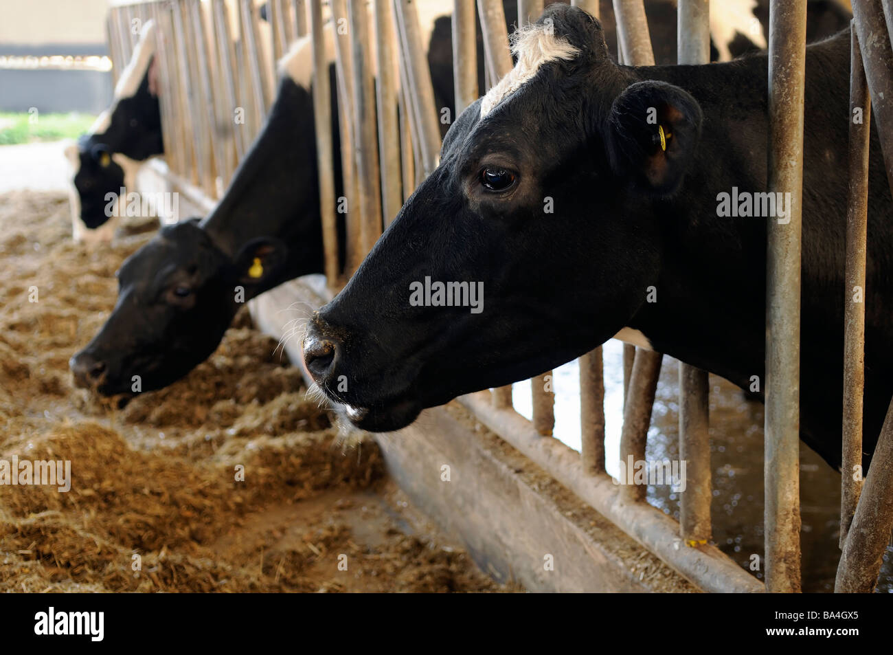 Modern Cow Shed Stock Photo