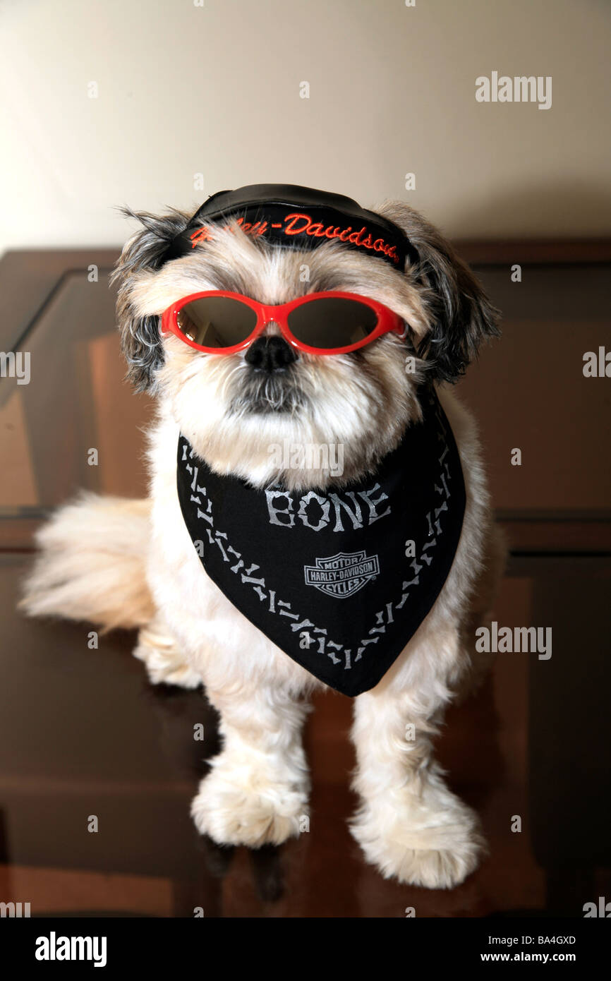 Shih Tzu dog dressed up in Harley Davidson outfit Stock Photo Alamy