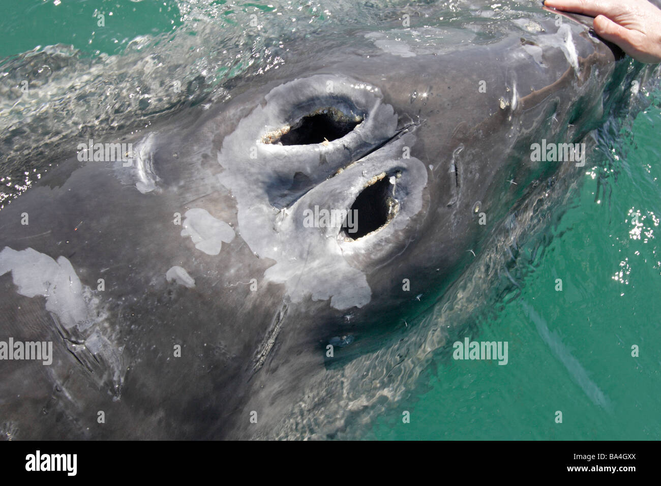 Whale blow hole hi-res stock photography and images - Alamy
