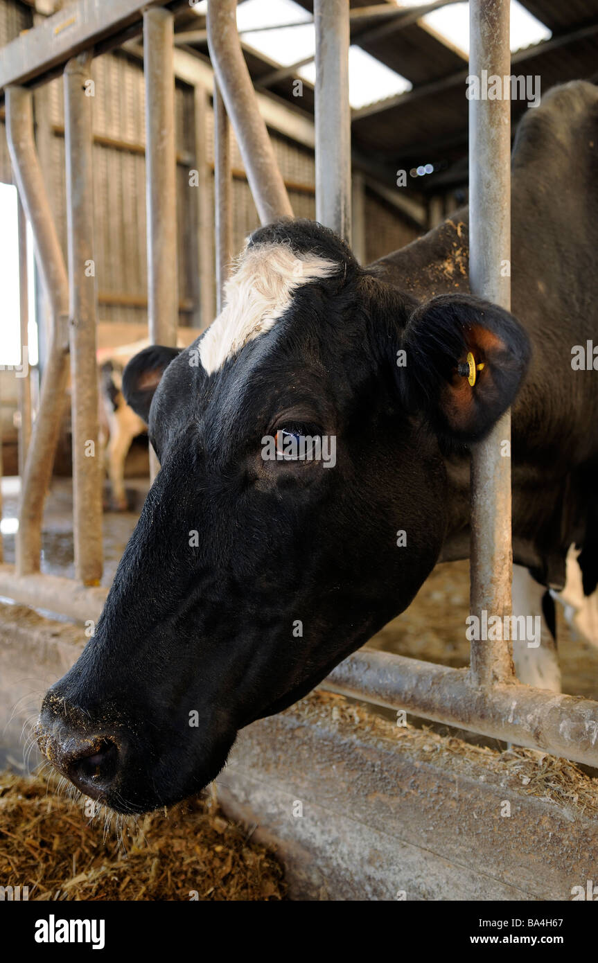 Dairy Cow Stock Photo