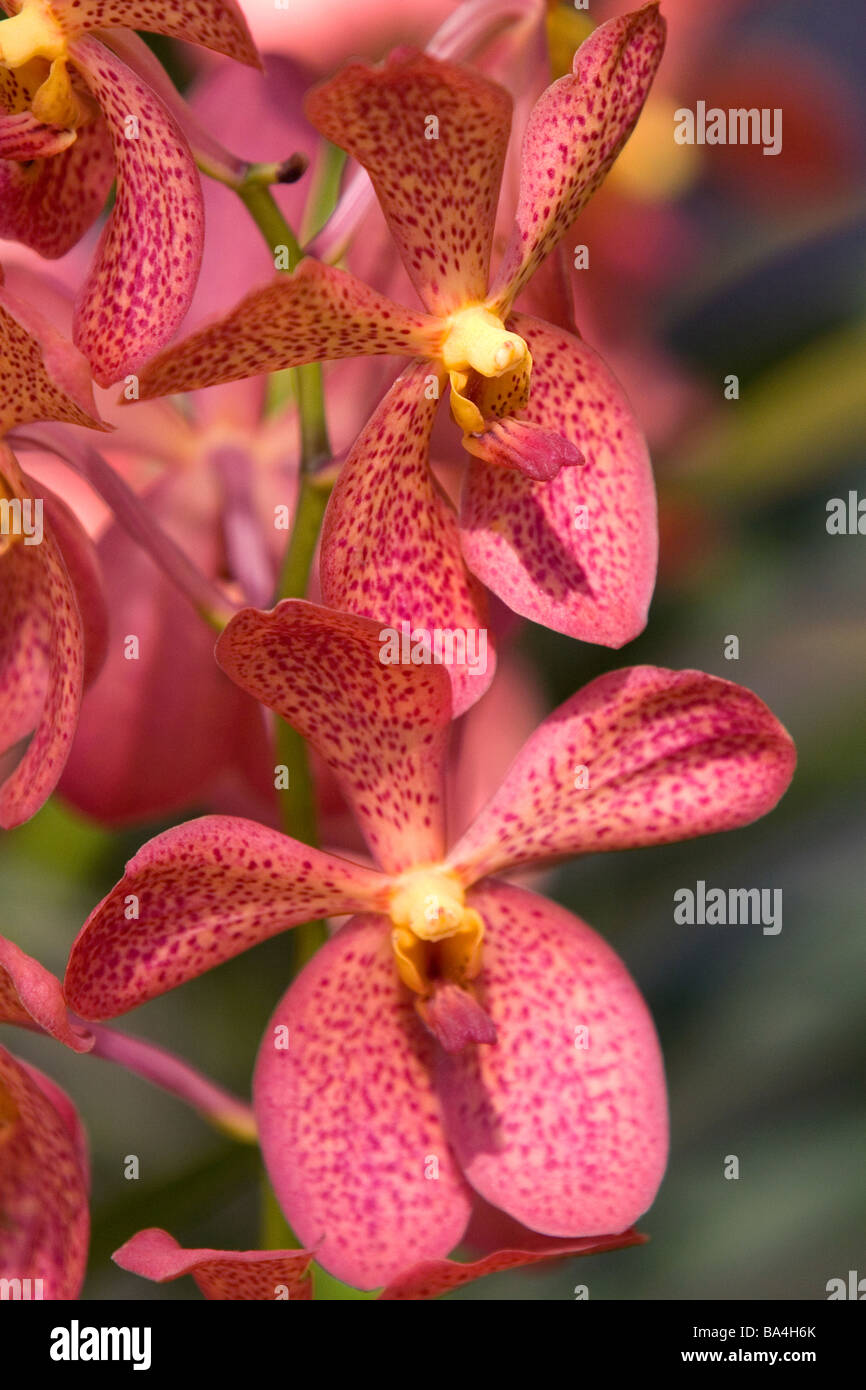 Orchid flowers on display at the Nguyen Hue Boulevard Flower Show in Ho Chi Minh City Vietnam Stock Photo
