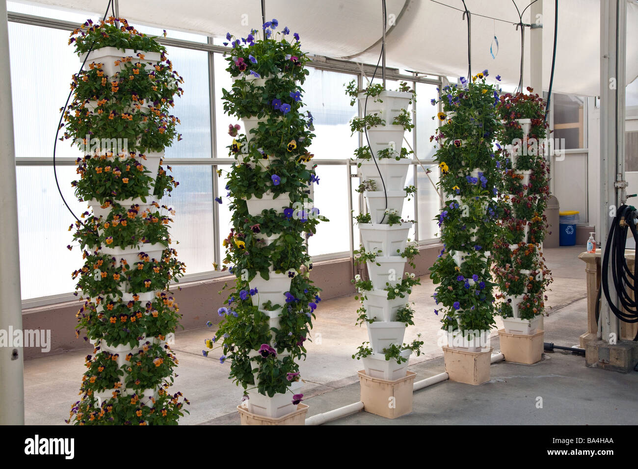 Plants,Fruit and Flowers are being grown in a hydroponic Greenhouse in