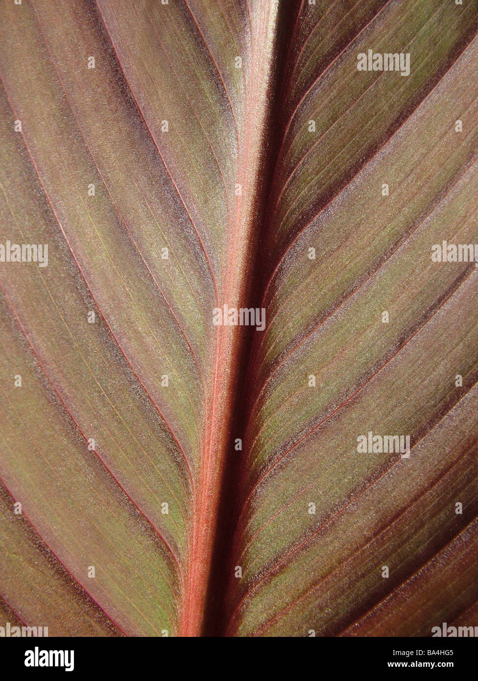 Close up of plant veins or leaf patterns hi-res stock photography and ...