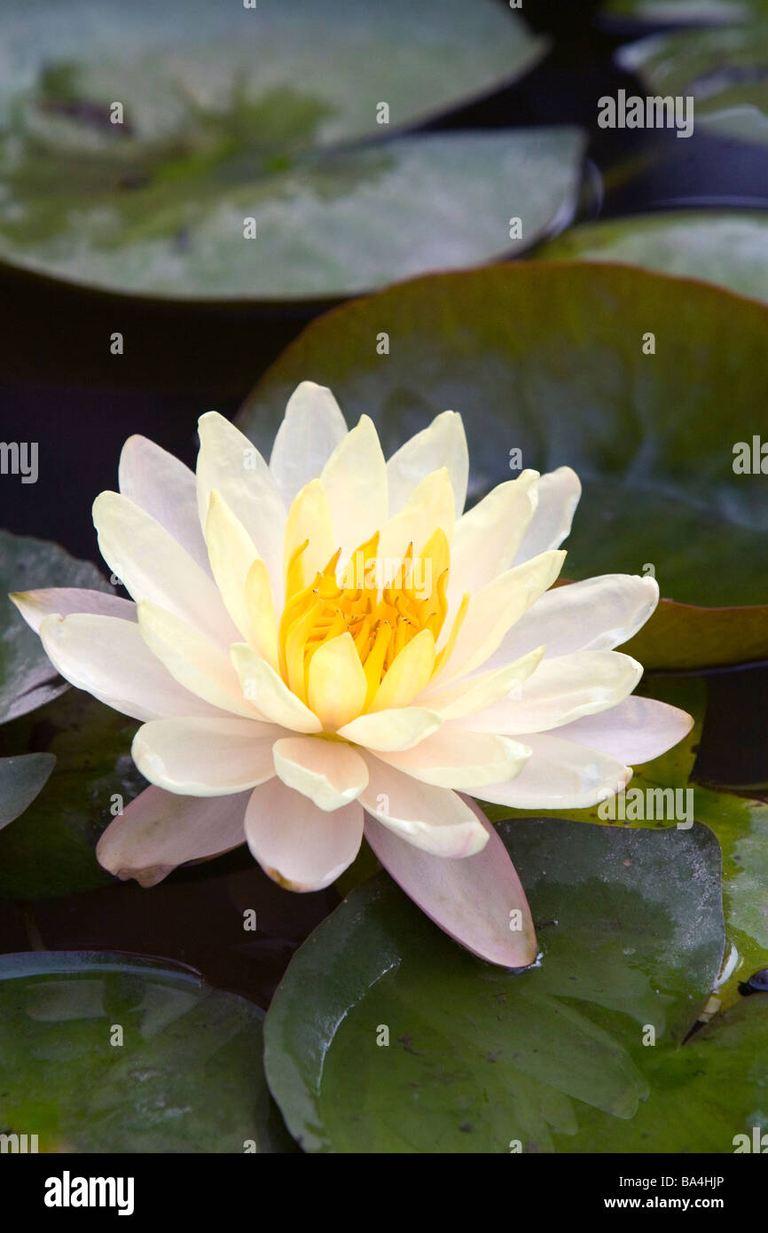 Water lily flowers on display at the Nguyen Hue Boulevard Flower Show in Ho Chi Minh City Vietnam Stock Photo