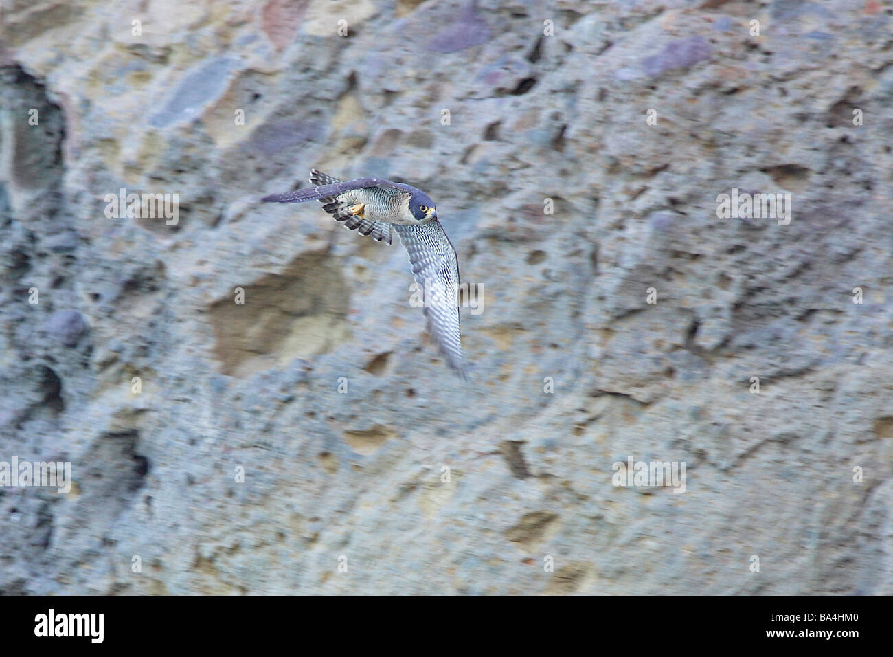 Peregrine Falcon in flight Stock Photo