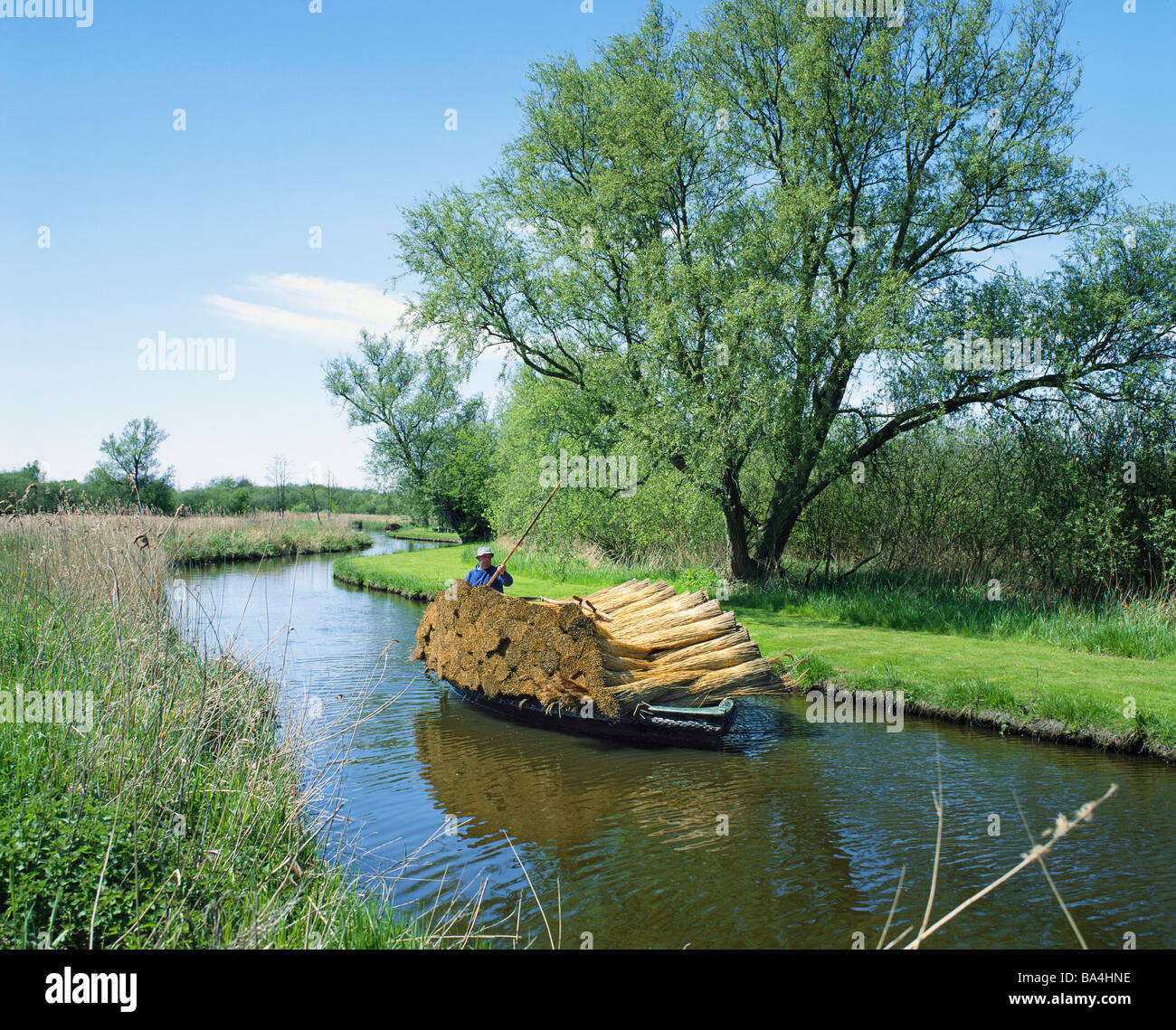 GB NORFOLK LUDHAM REEDHAM MARSH REED HARVESTING Stock Photo - Alamy