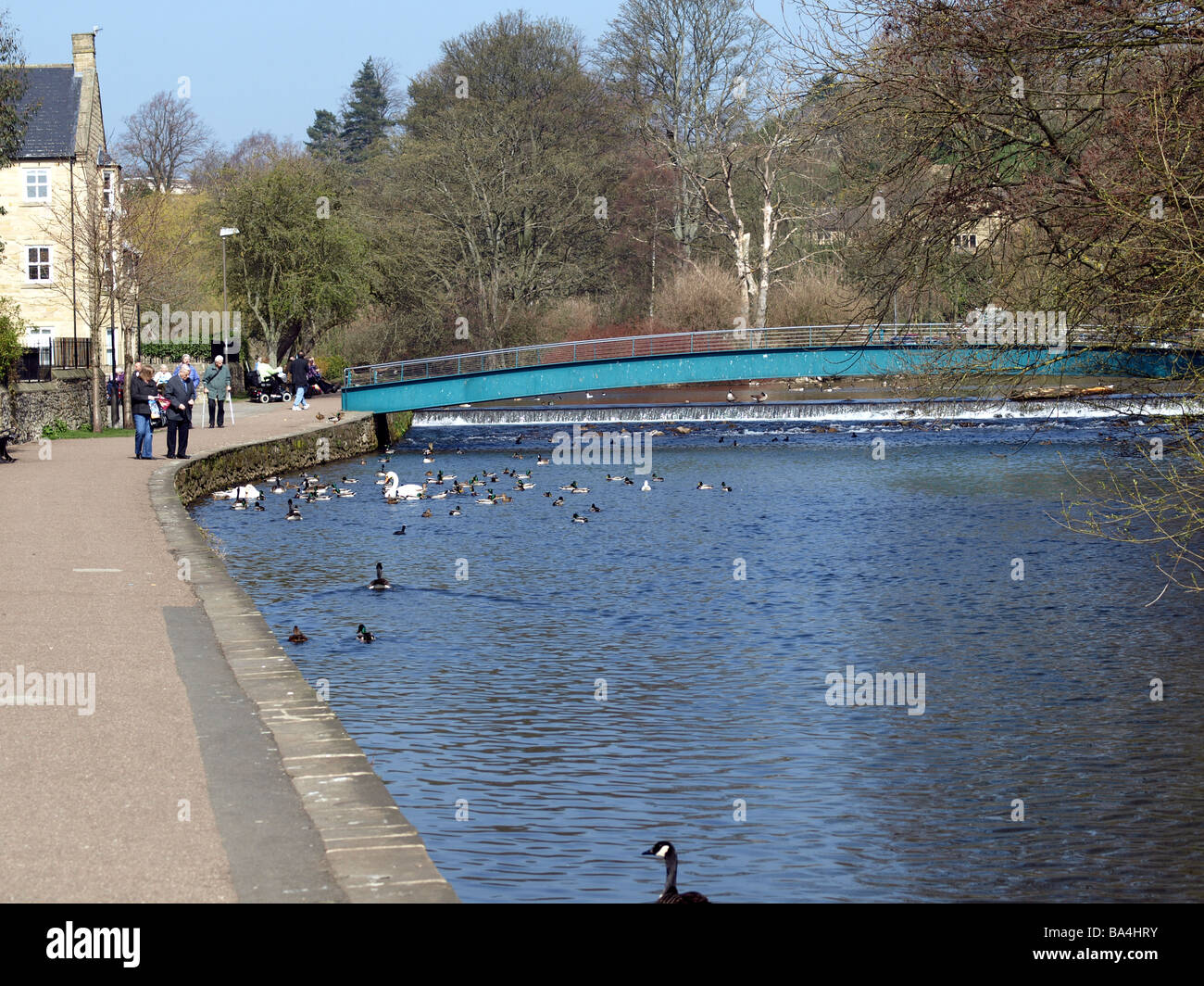 Feeding the ducks,swans and geese on the river Wye,Bakewell,Derbyshire. Stock Photo