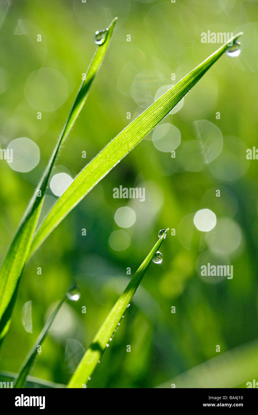 Grass and droplets Stock Photo