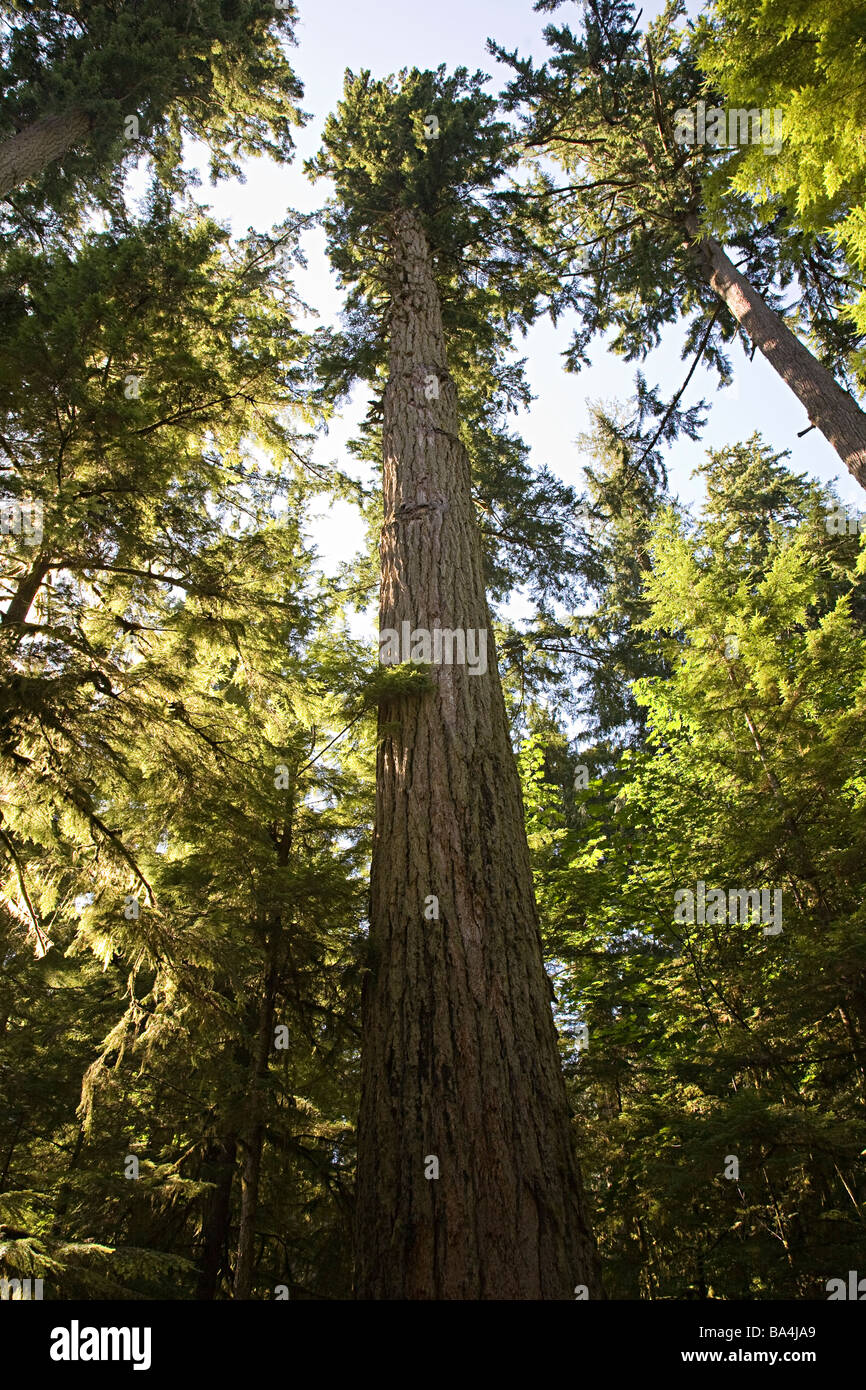 Tall Fir Tree High Resolution Stock Photography and Images - Alamy