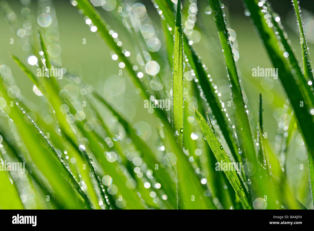 Grass and droplets Stock Photo