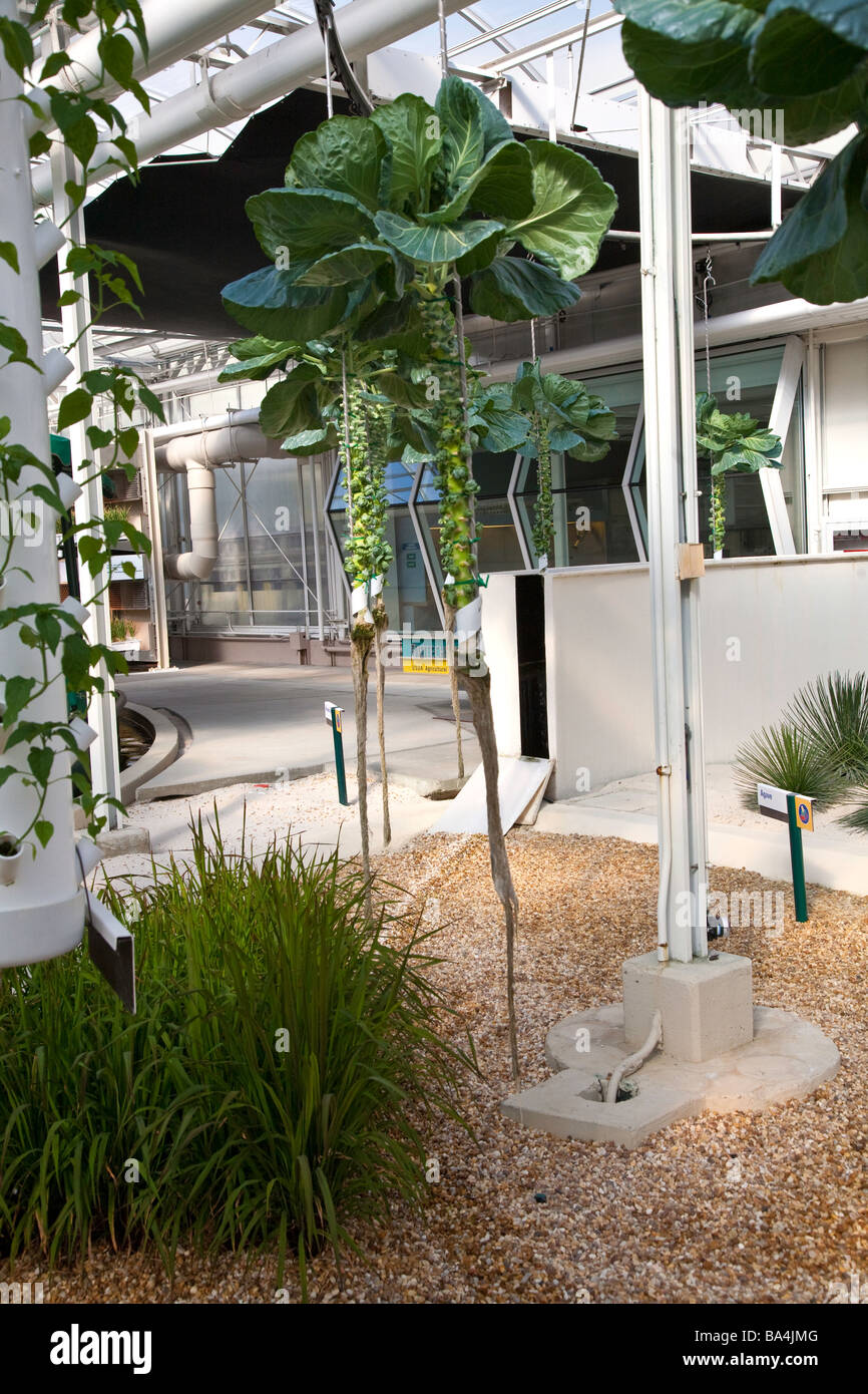Hydroponic greenhouse in Orlando, Florida,USA Stock Photo Alamy
