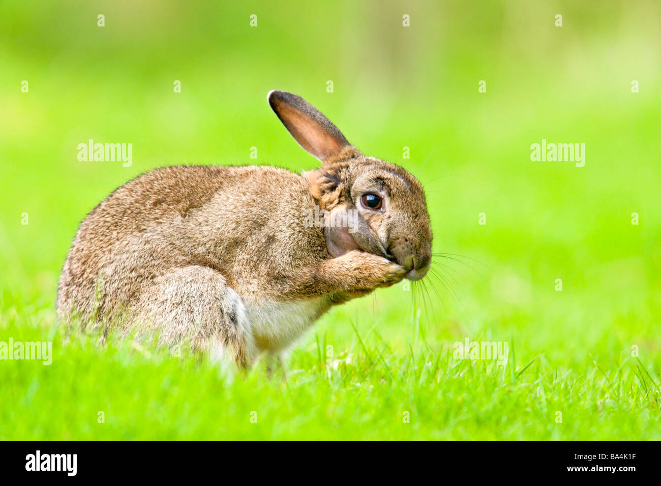 Rabbit grooming Stock Photo