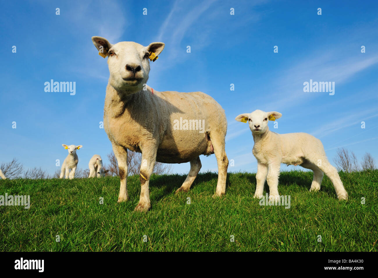 cute lambs and mother sheep in spring The Netherlands Stock Photo - Alamy