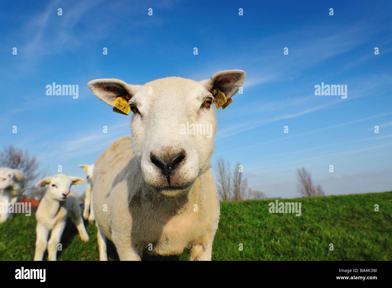 cute lambs and mother sheep in spring The Netherlands Stock Photo - Alamy
