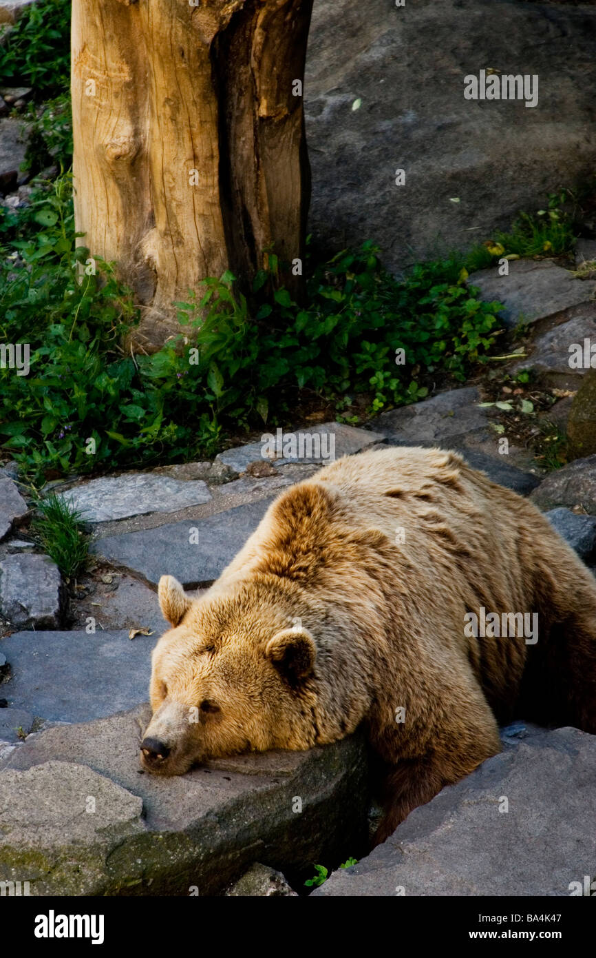 Bored bear at Cesky Krumlov castle. Stock Photo
