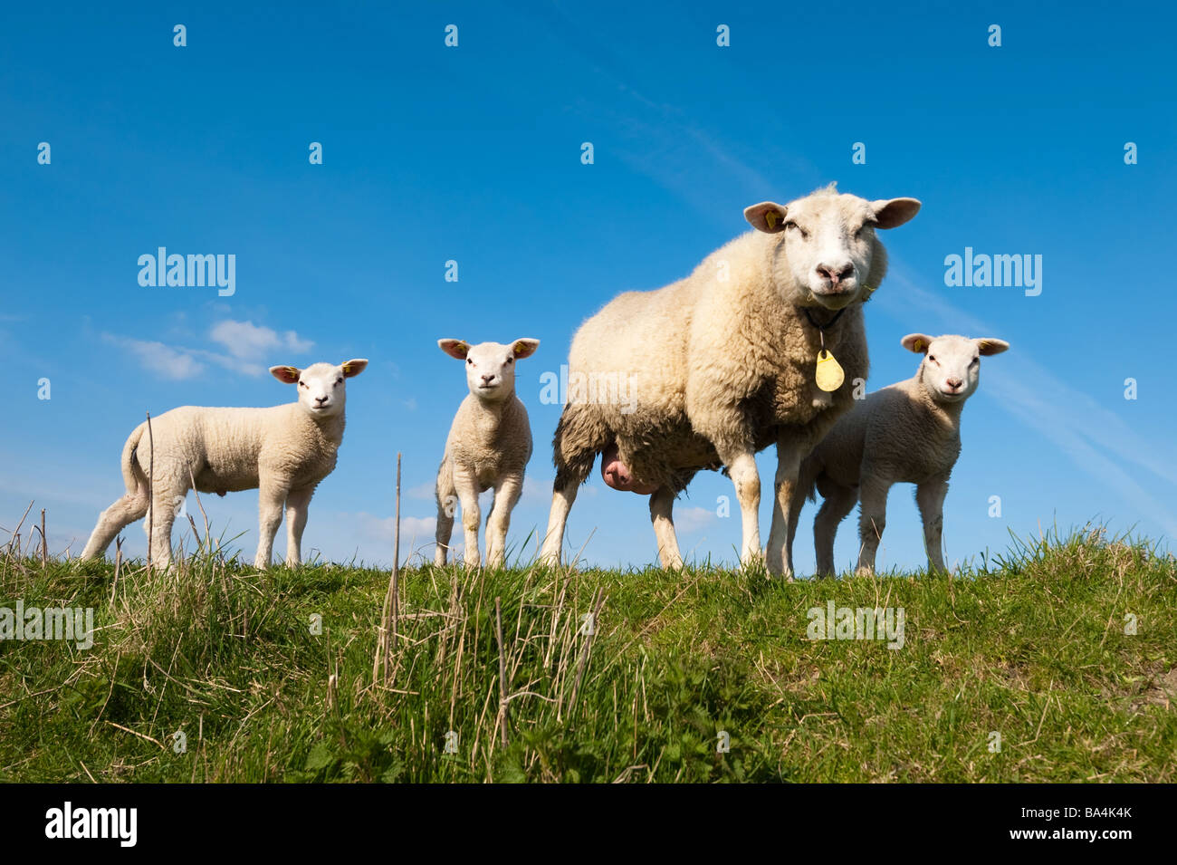 cute lambs and mother sheep in spring The Netherlands Stock Photo - Alamy