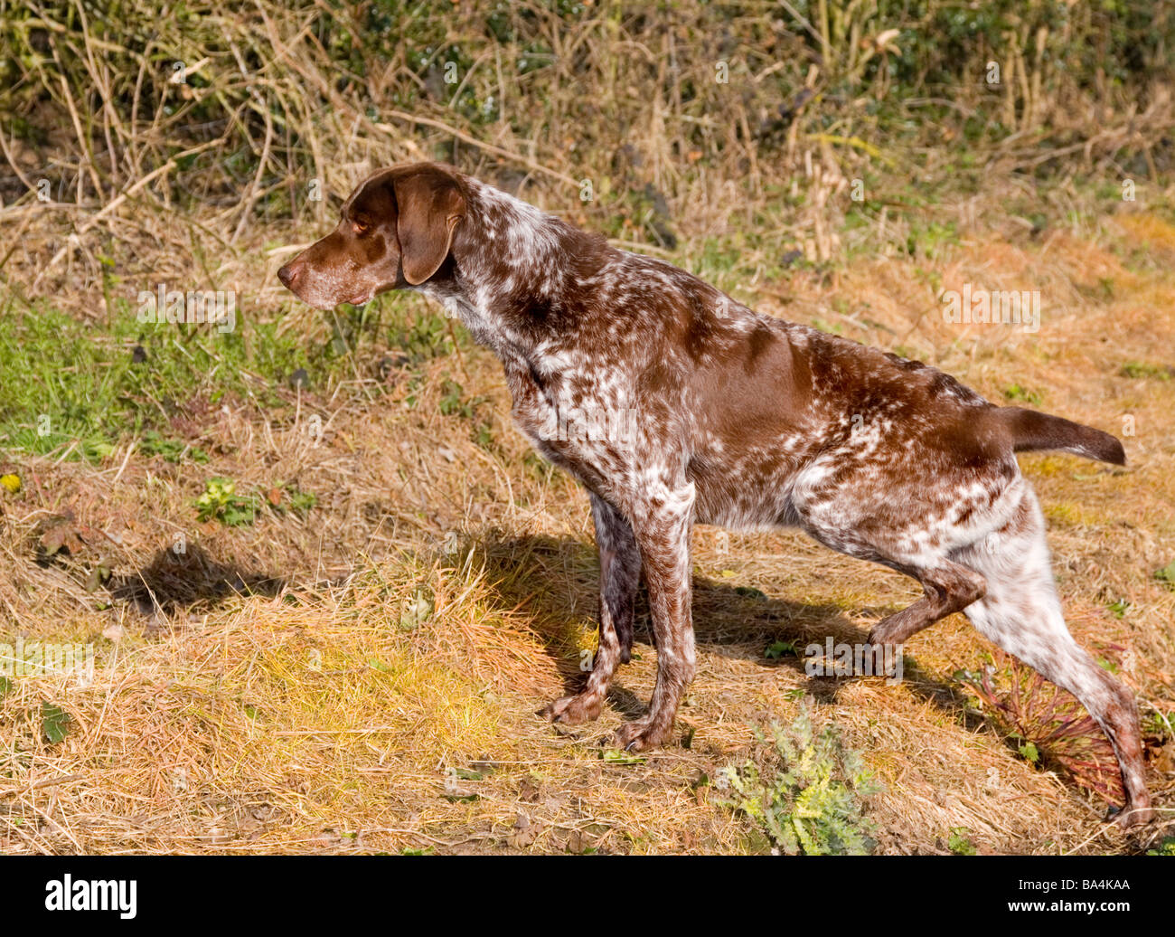 German Shorthaired Pointer pointing at its quarry in the middle of Staffordshire Stock Photo