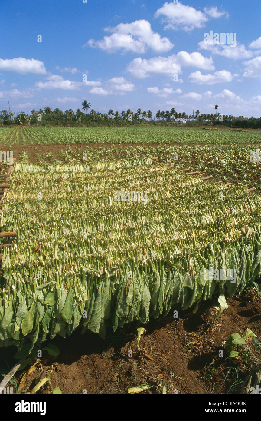 caribbean tobacco Cuba San Juan Y Martinez tobacco-plantation harvest tobacco-leaves dries  Central America Caribbean island plantation Stock Photo