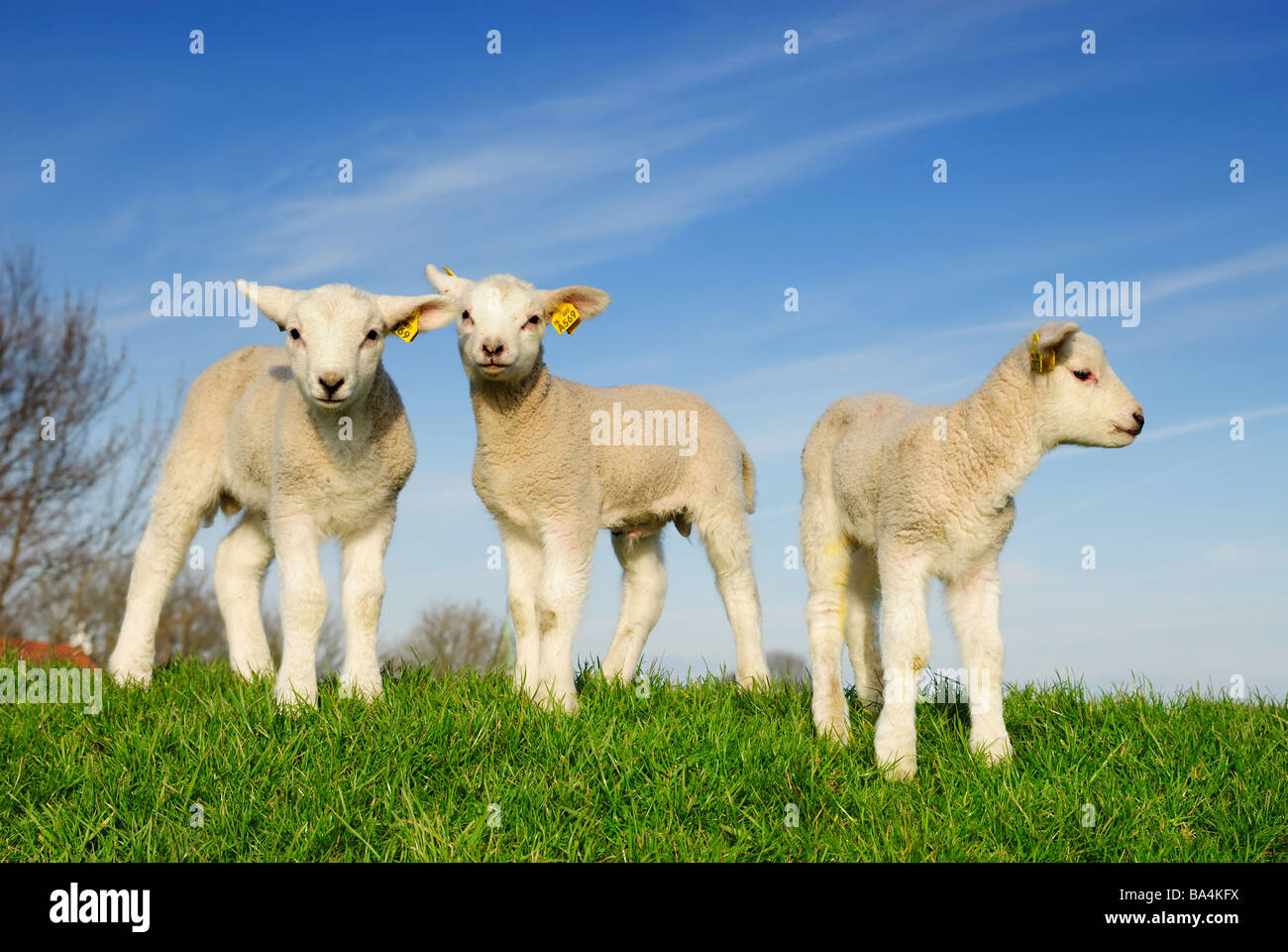 cute lambs in spring The Netherlands Stock Photo - Alamy