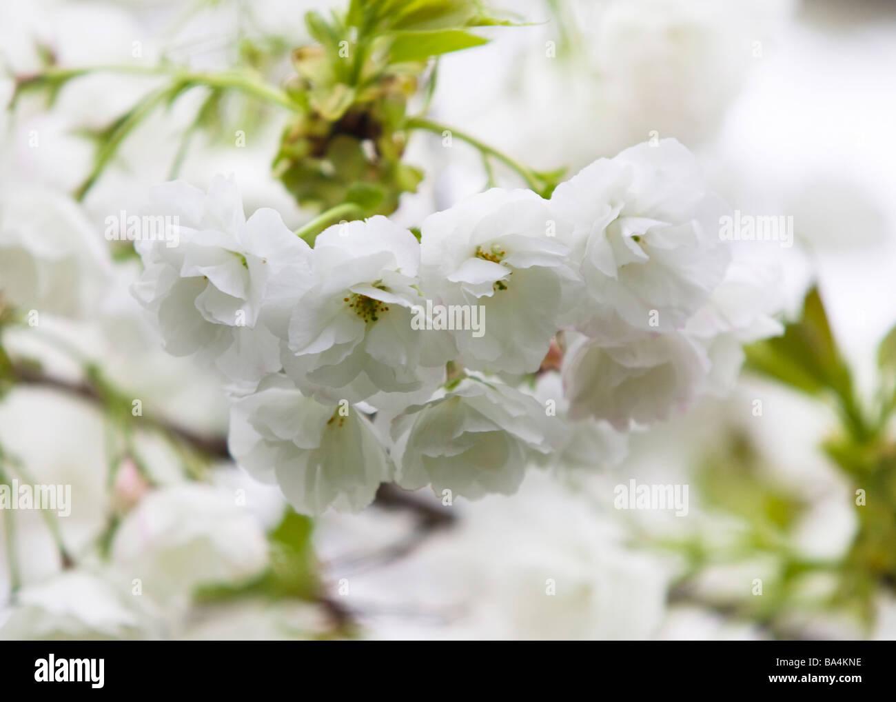 White cherry blossoms in full bloom Stock Photo