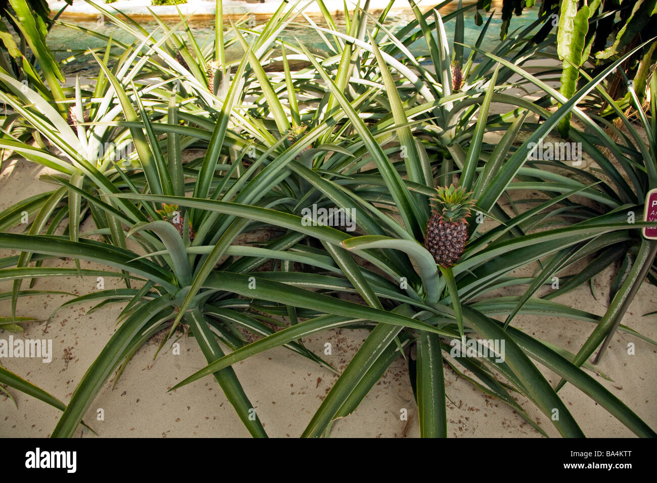 Pineapple plants in greenhouse grown hydrologically in Florida,USA