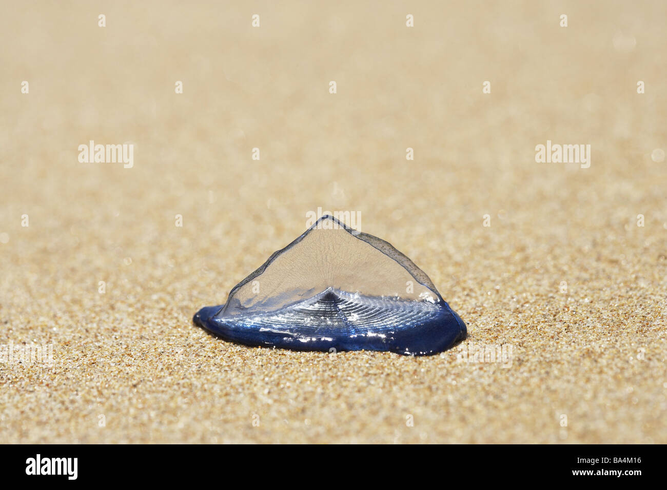 Sand sailjellyfish Medusa velella blue Mediterranean beach sandground
