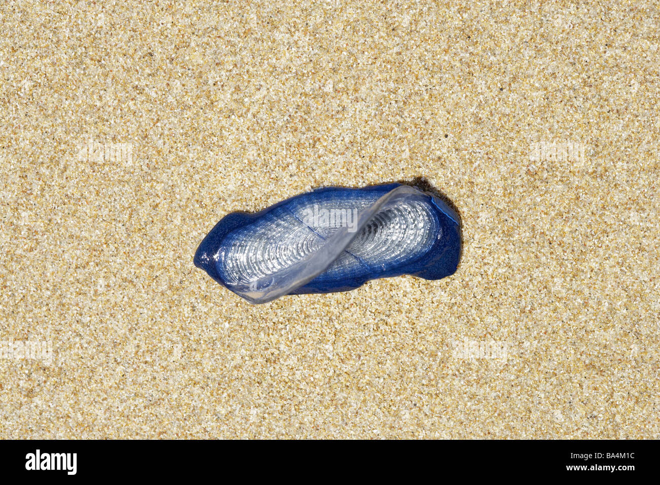 Sand sailjellyfish Medusa velella blue from above Mediterranean beach