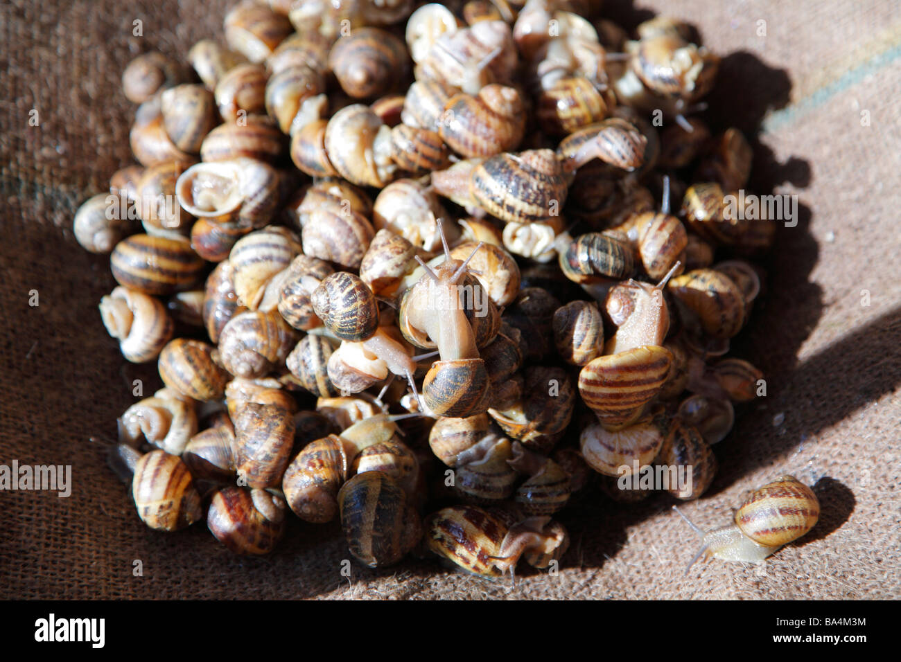Sicily escargot hires stock photography and images Alamy