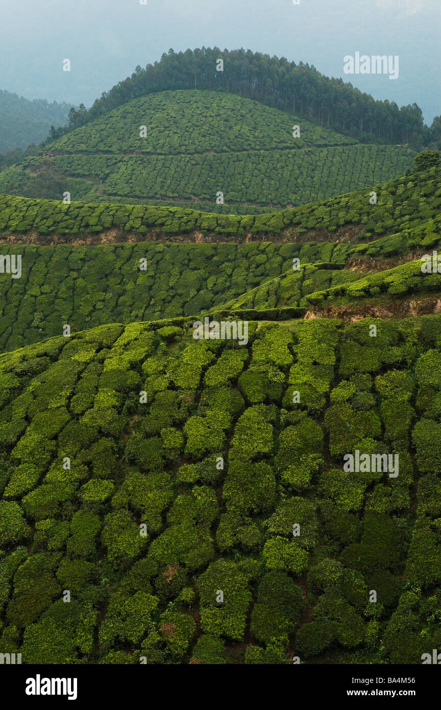 Tea plantation near Munar, Kerala, India Stock Photo