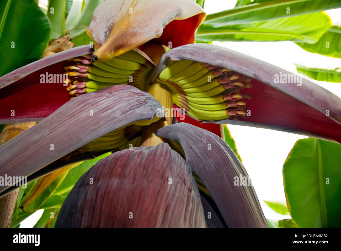 Banana Tree with Fruit in a greenhouse in Florida Stock Photo Alamy