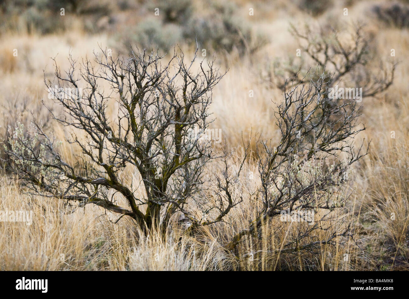 A close up view of a sagebrush plant in Eastern Washington State USA