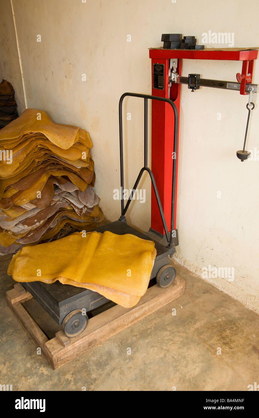 Weighing of  raw natural rubber from rubber plantation , Kerala, Southern India, India Stock Photo