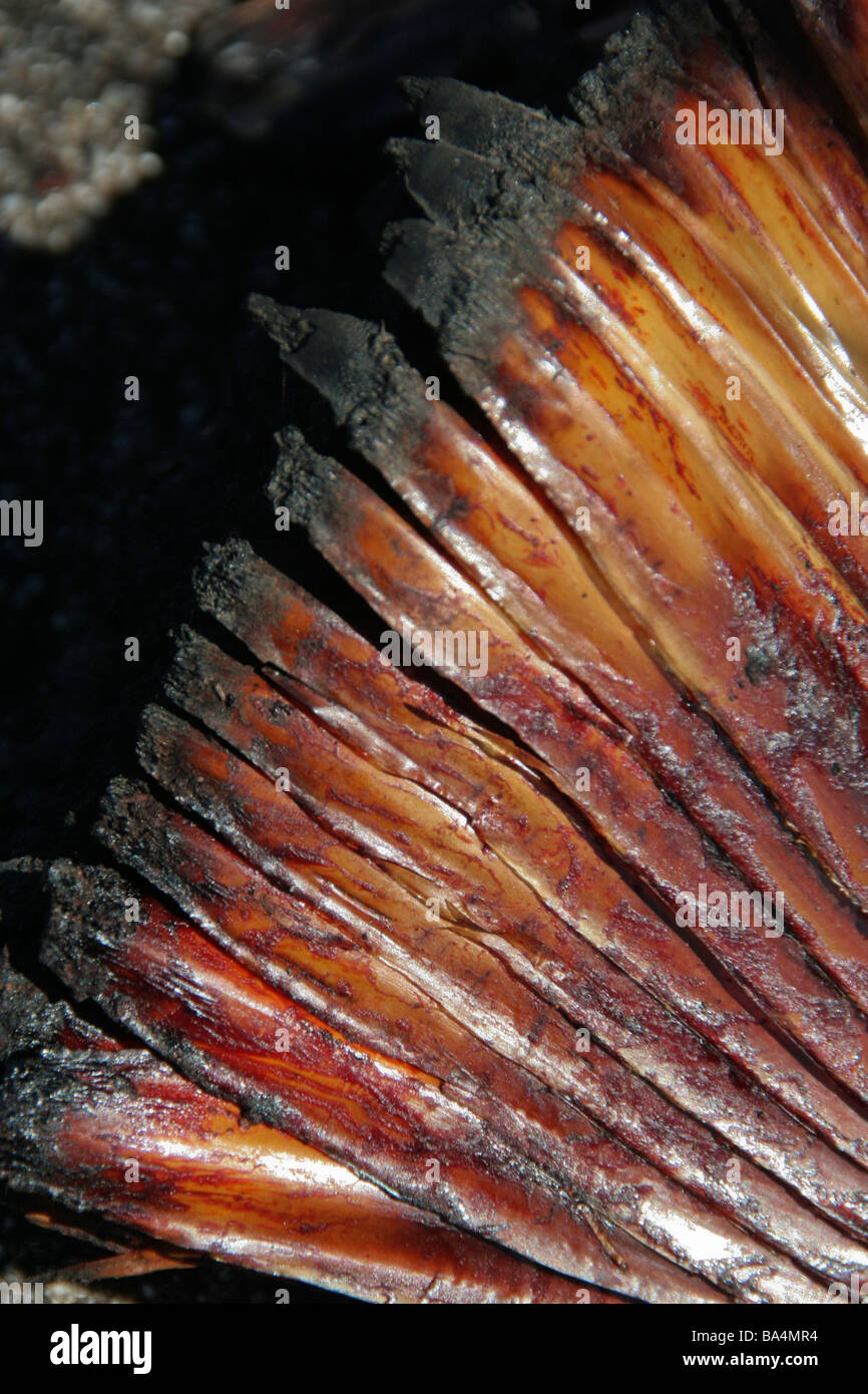 Burnt cone on ground in Western Australia Stock Photo Alamy