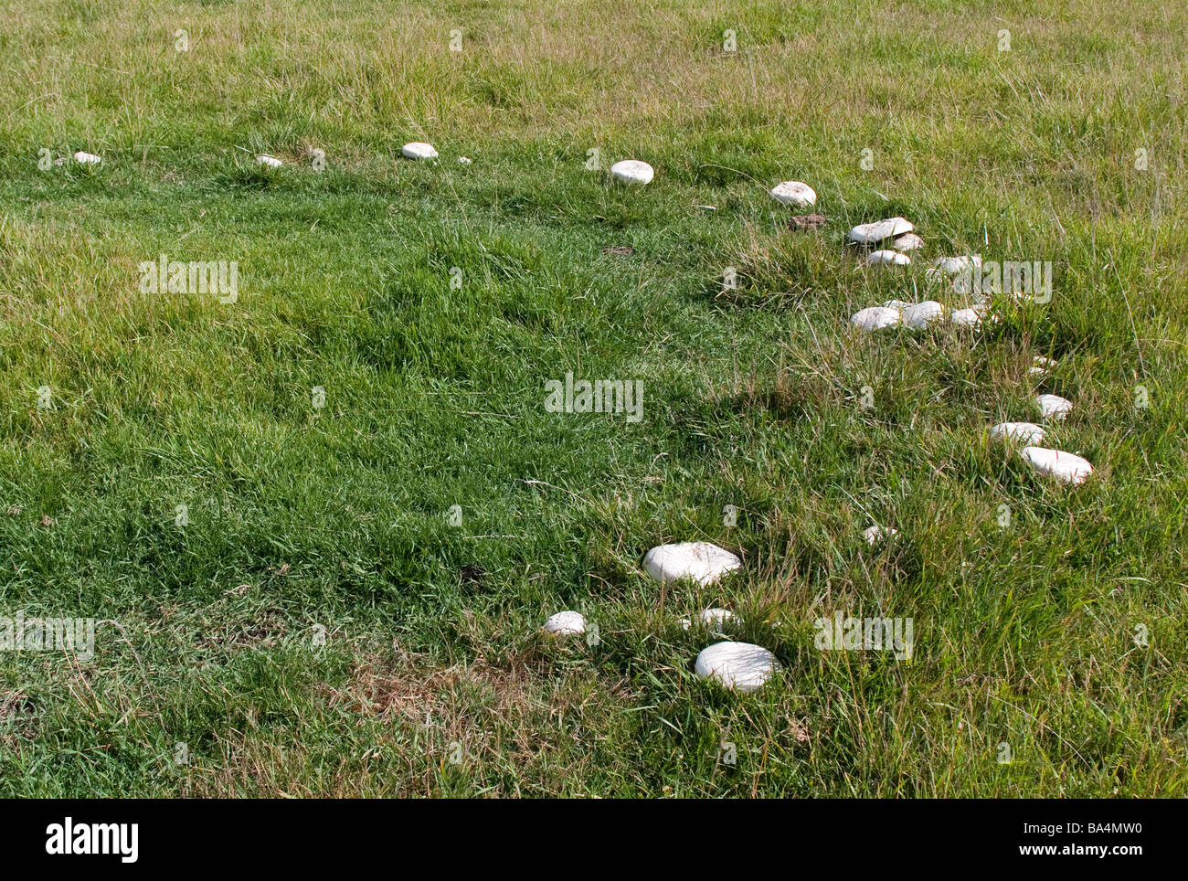 Wild Horse Mushrooms, growing in a circle (fairy ring!) in a field. Stock Photo