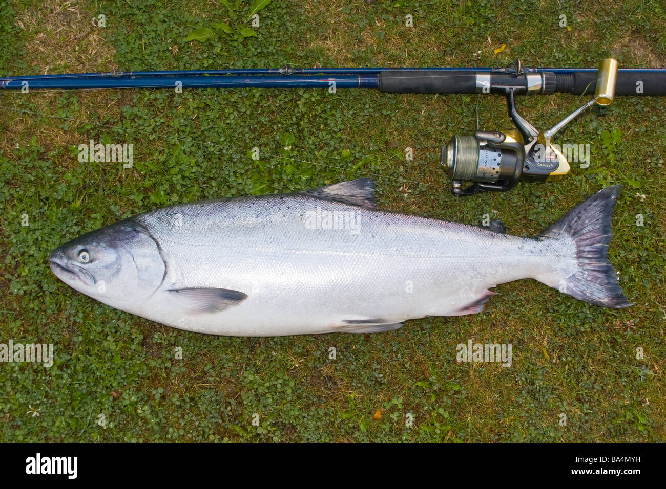 Wild Chinook Salmon Stock Photo
