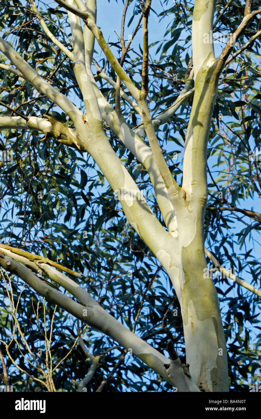 Eucalyptus coccifera Tasmanian Snow Gum Stock Photo