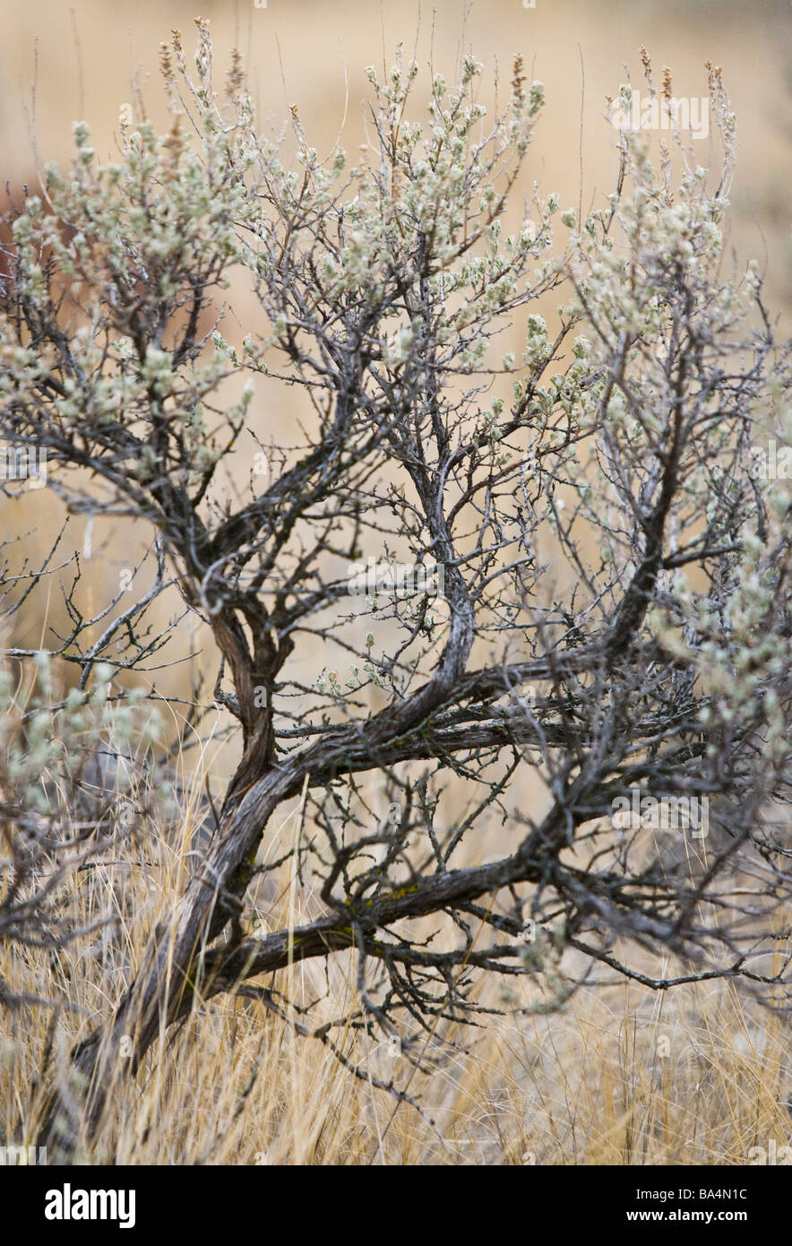 A close up view of a sagebrush plant in Eastern Washington State USA