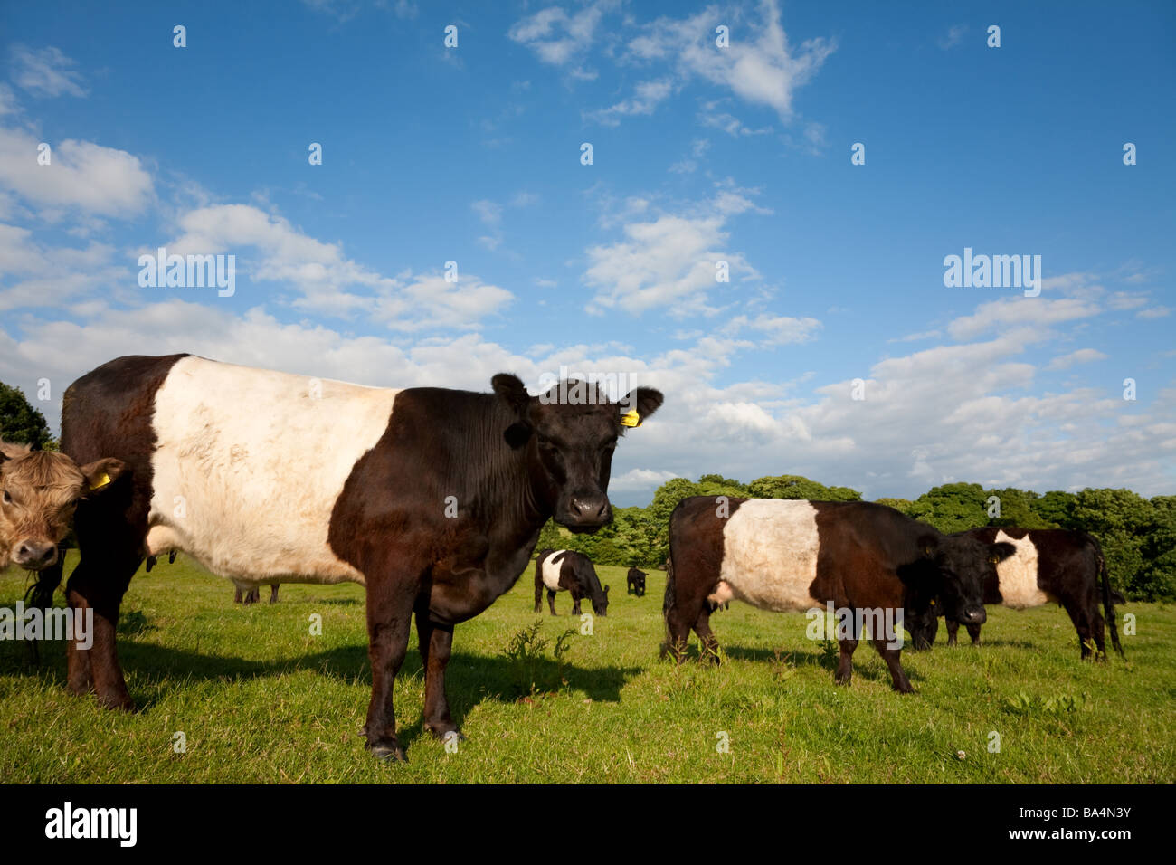 Belted Galloway Cattle Stock Photo - Alamy
