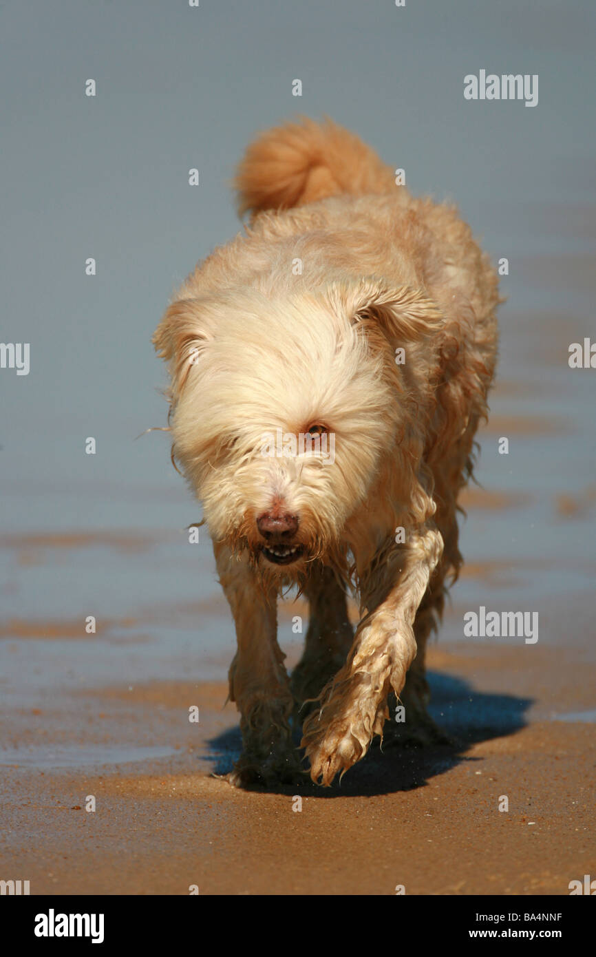 Shaggy Dog High Resolution Stock Photography and Images Alamy