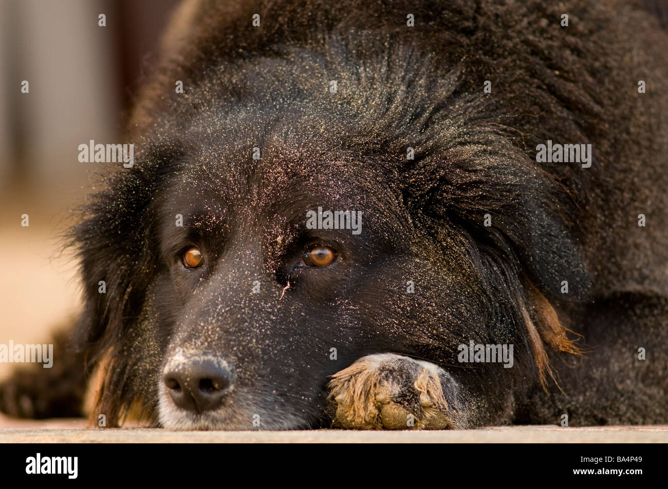 Black Mongrel dog resting on beach paracas national reserve Peru Stock Photo