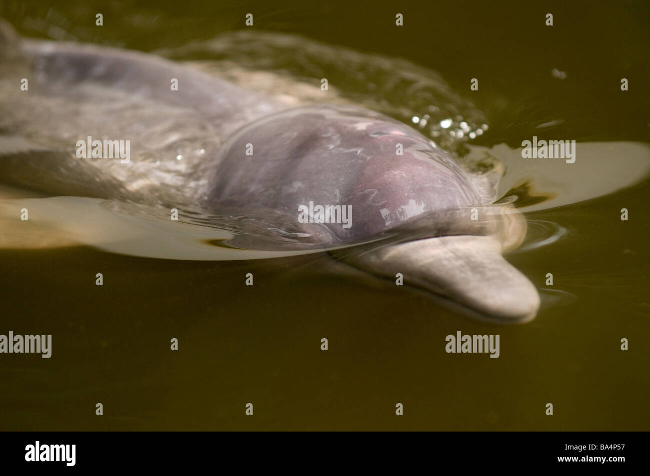 BOTO or PINK RIVER DOLPHIN Inia geoffrensis Stock Photo