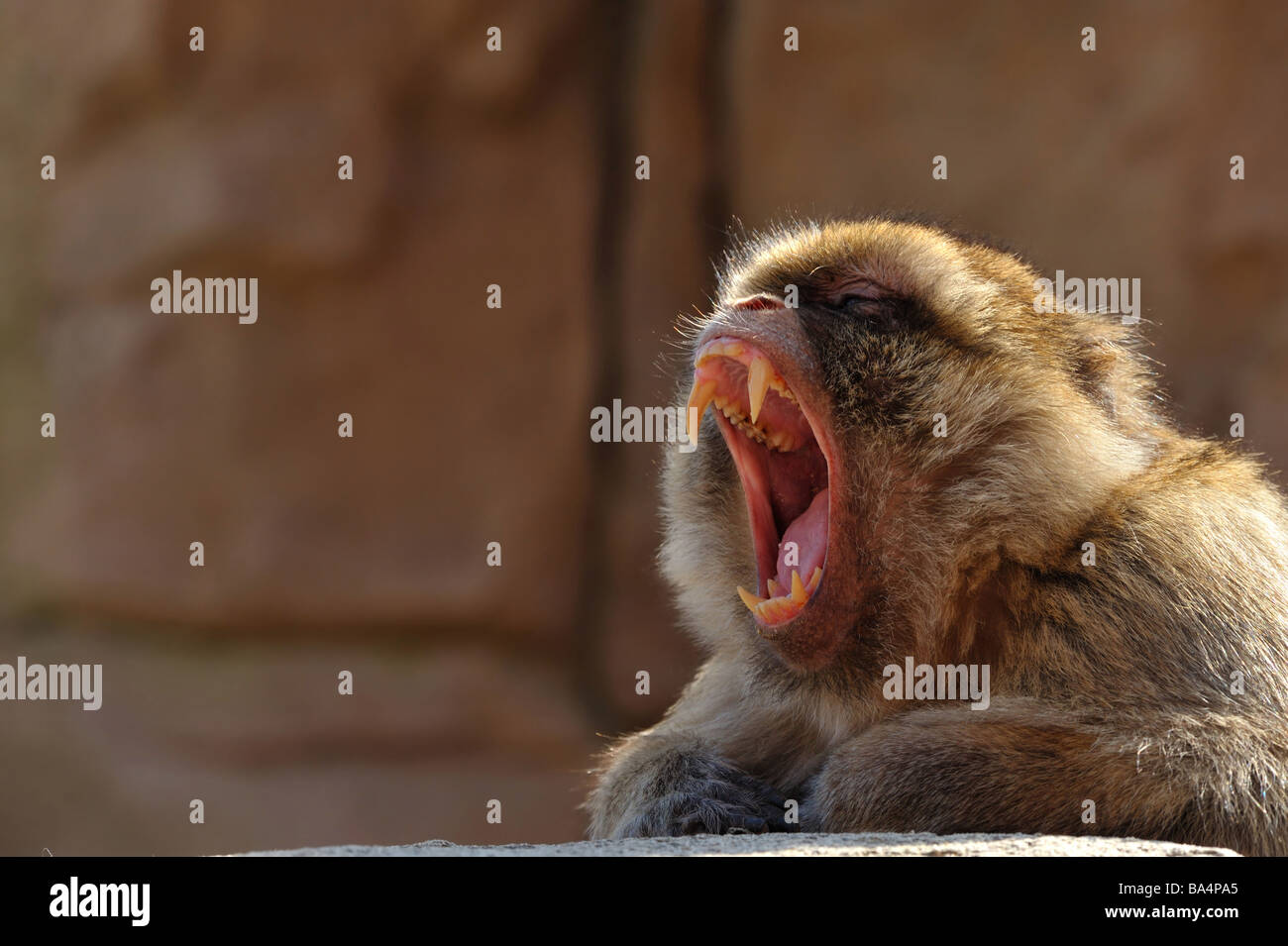 portrait of a barbary ape Stock Photo