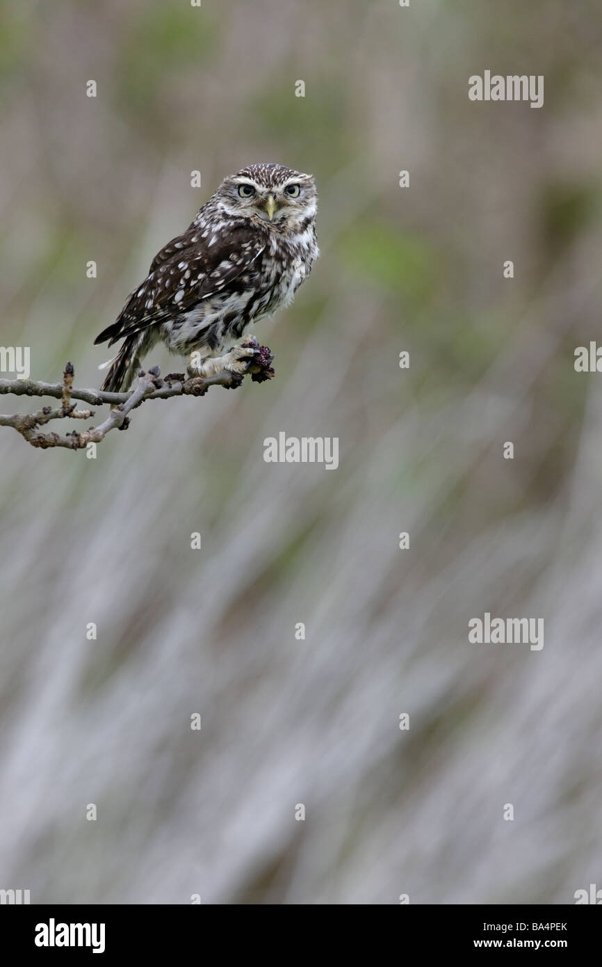 Little owl Athene noctua alert look Stock Photo