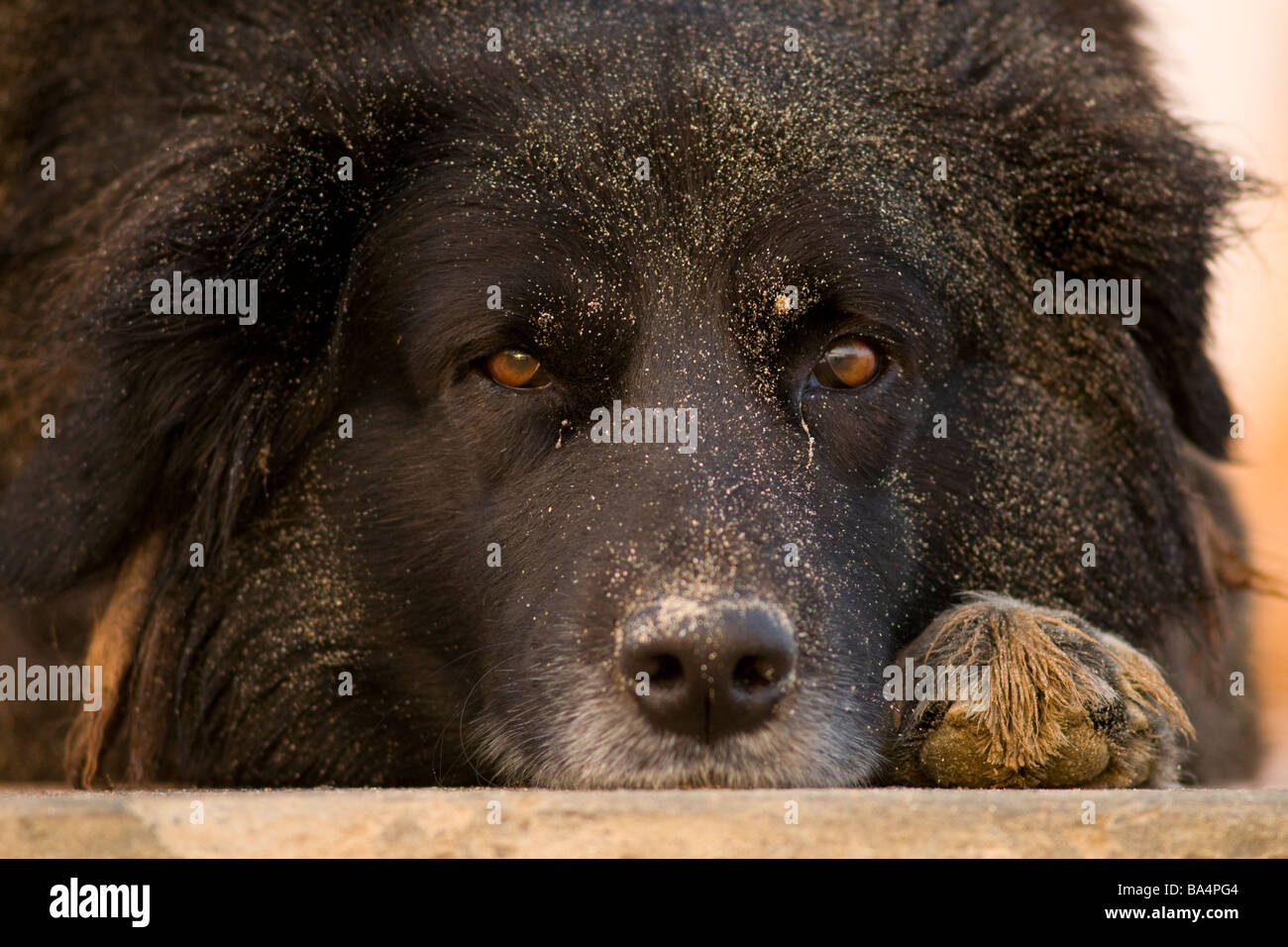Black Mongrel dog resting on beach paracas national reserve Peru Stock Photo