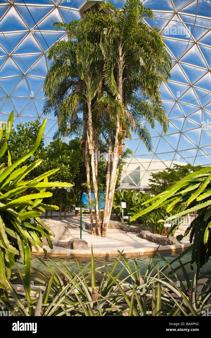 Palm Tree growing in a Hydroponic Greenhouse Stock Photo Alamy