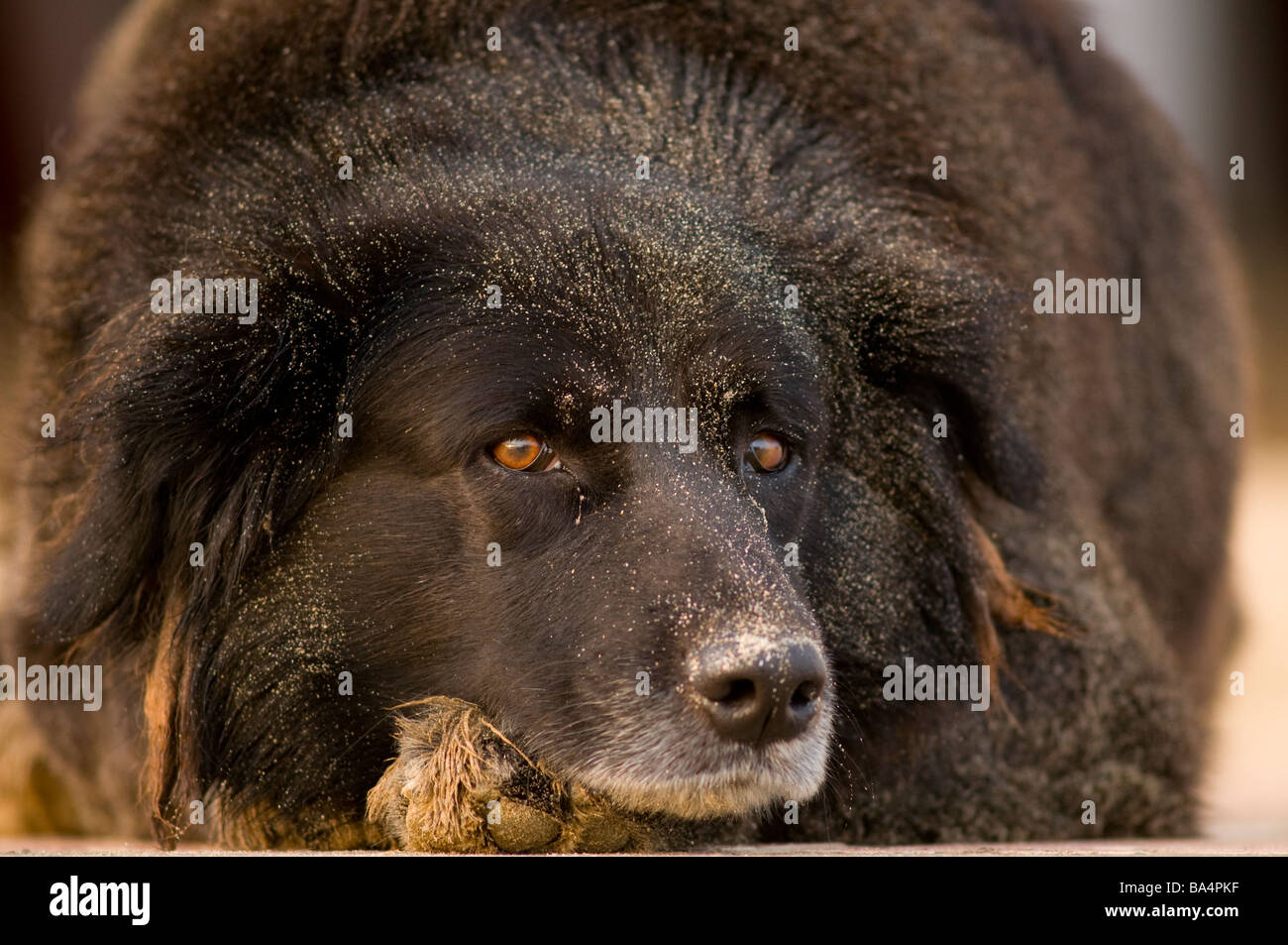 Black Mongrel dog resting on beach paracas national reserve Peru Stock Photo